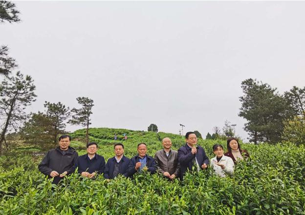 公司負責人陪同省供銷社、湘西州領導一行調研我司青干村茶葉扶貧示范基地
