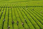 2013年，全國茶葉生產繼續增產增收